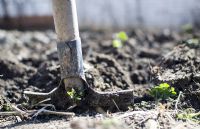 Printemps tardif : les vivaces comestibles à leur meilleur!